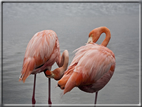 foto Flora e la fauna della Isole Galapagos